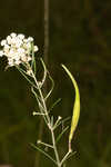 Whorled milkweed